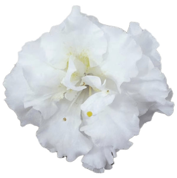 Azalia japońska Eisprinzessin 2L