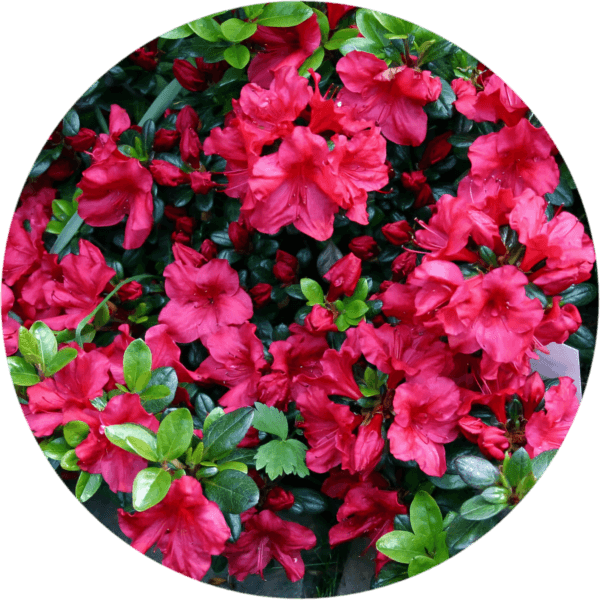 Azalia japońska 'Johanna',2L