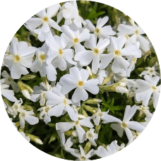 Floks szydlasty Spring White