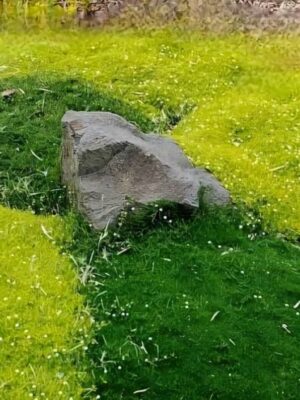 Karmnik oscisty zielony