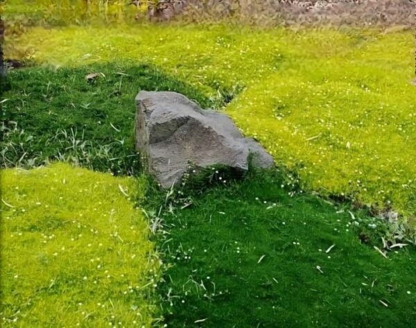 Karmnik oscisty zielony