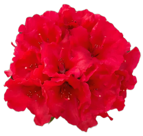 Azalia japońska Little Red