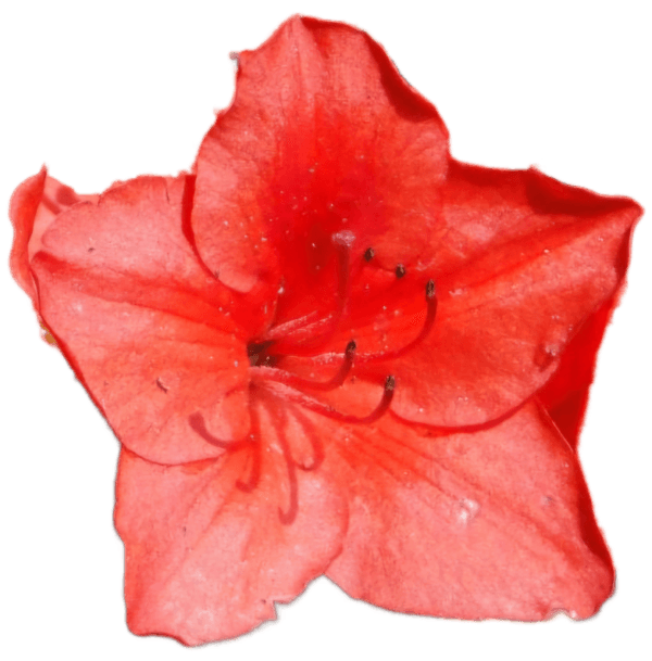 Azalia japońska Fridoline 2L