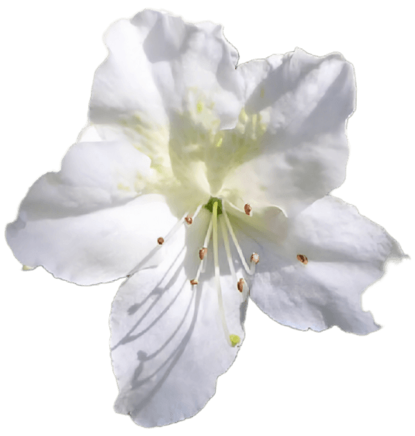 Azalia japońska Mary Helen 2L