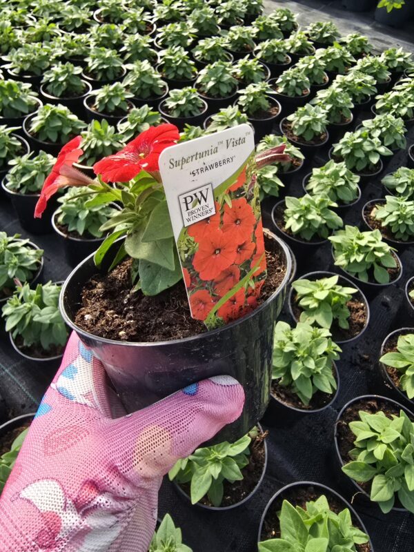 20250321_143542 Supertunia Vista Strawberry