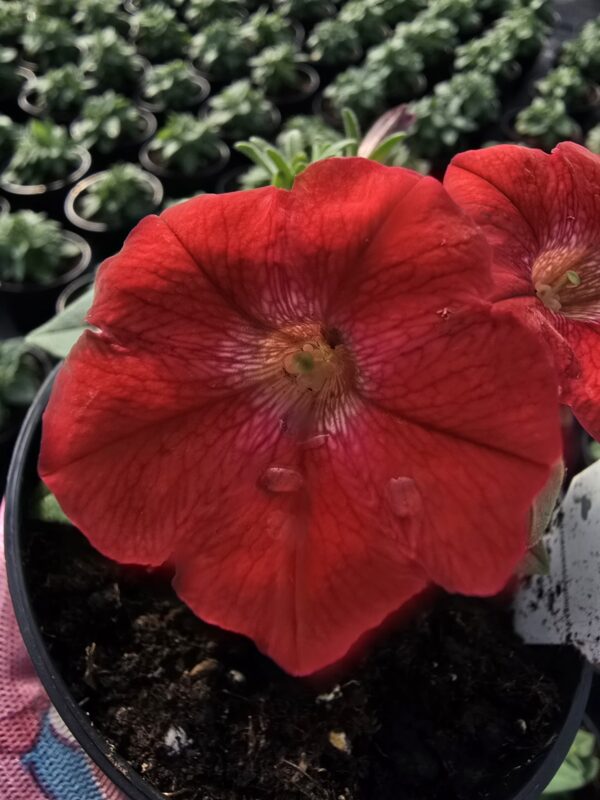 20250321_143549 Supertunia Vista Strawberry