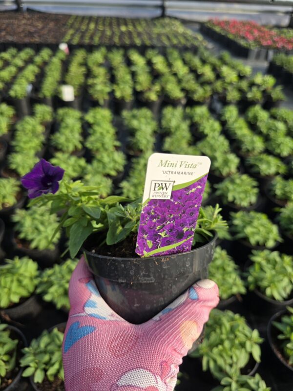 Supertunia Vista mini Ultramarine