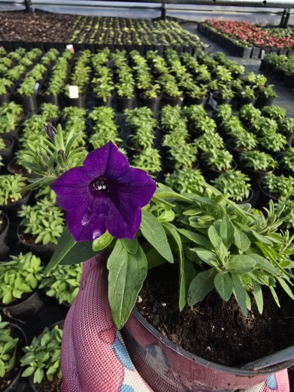 Supertunia Vista mini Ultramarine