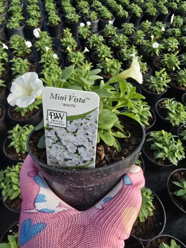 Supertunia Vista mini White