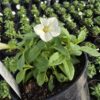 Supertunia Vista mini White
