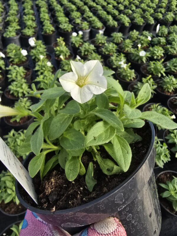 Supertunia Vista mini White