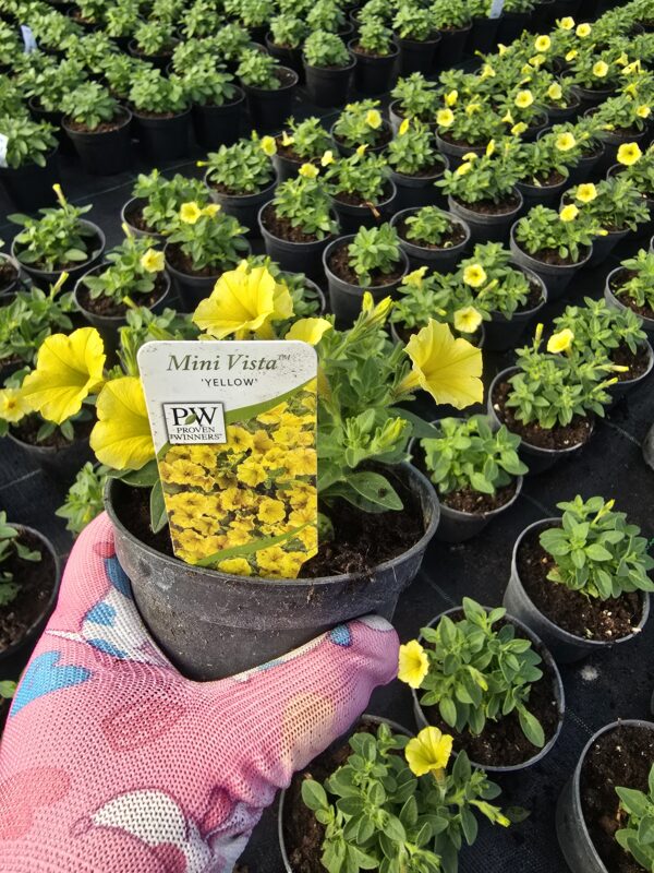Mini Vista Yellow supertunia