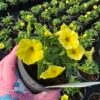 Mini Vista Yellow supertunia
