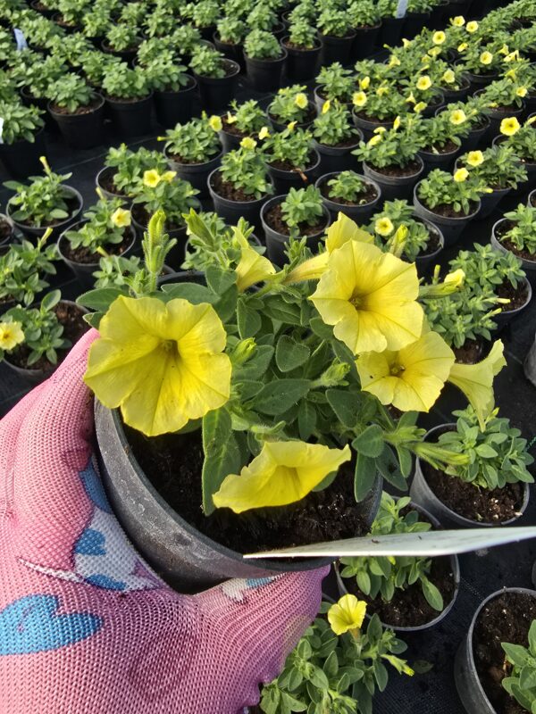 Mini Vista Yellow supertunia