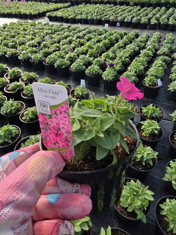 Supertunia Vista mini Hot Pink