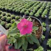 Supertunia Vista mini Hot Pink