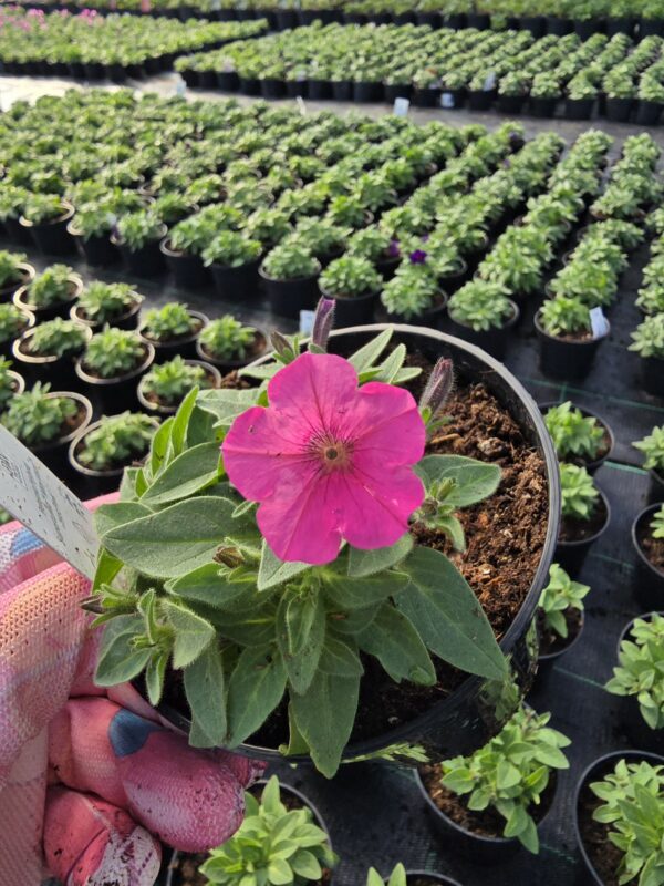 Supertunia Vista mini Hot Pink