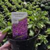 Supertunia Vista mini Blue Violet