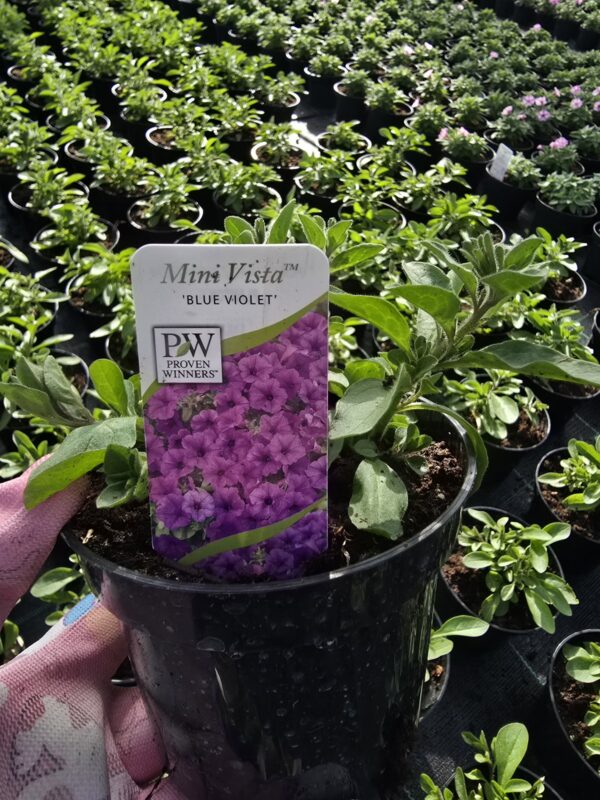 Supertunia Vista mini Blue Violet
