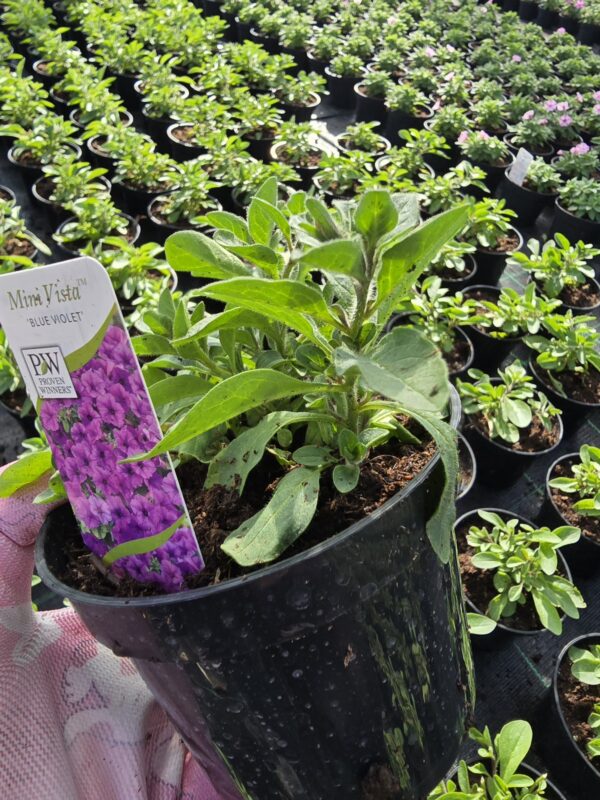 Supertunia Vista mini Blue Violet