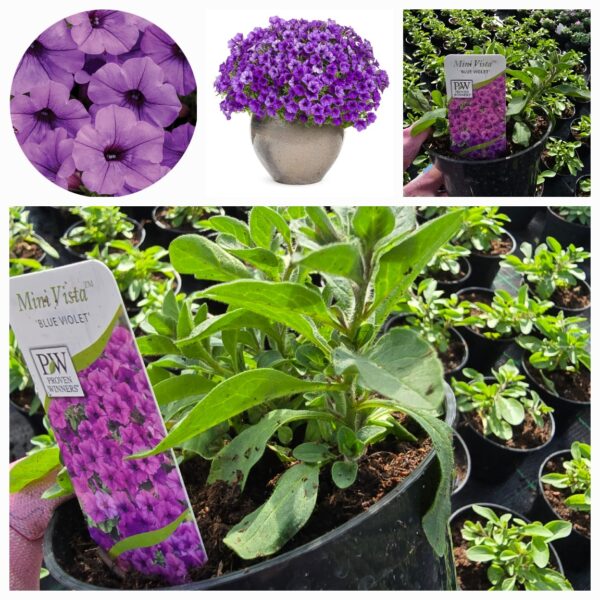 Supertunia Vista mini Blue Violet