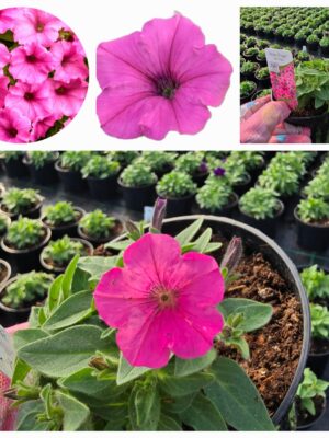 Supertunia Vista mini Hot Pink