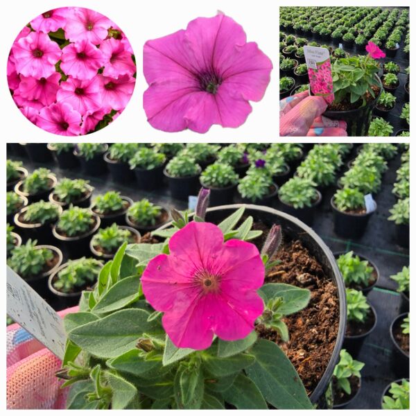 Supertunia Vista mini Hot Pink