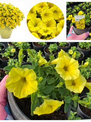 Mini Vista Yellow supertunia