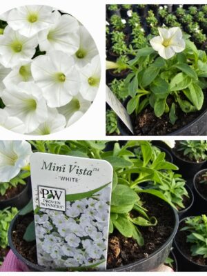 Supertunia Vista mini White