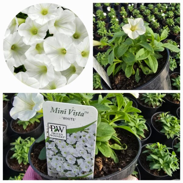 Supertunia Vista mini White