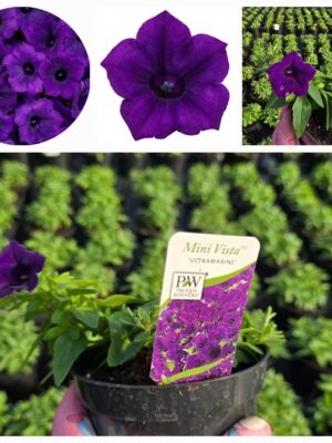 Supertunia Vista mini Ultramarine