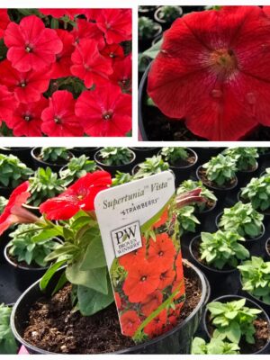 Supertunia Vista Strawberry