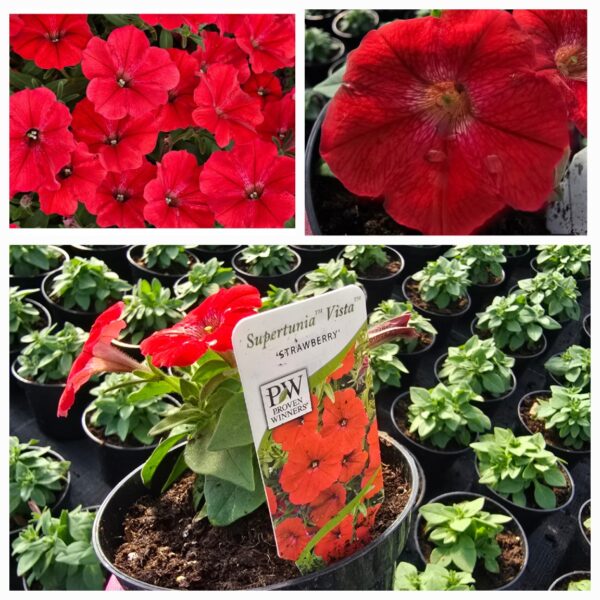 20250322_072858 Supertunia Vista Strawberry