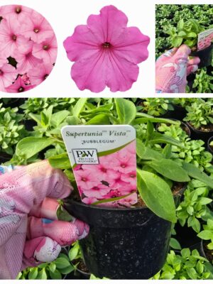 Supertunia Vista Bubblegum
