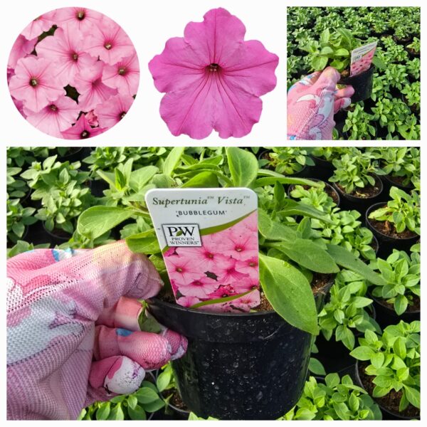 Supertunia Vista Bubblegum