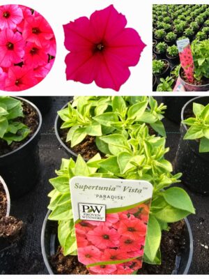 Supertunia Vista Paradise
