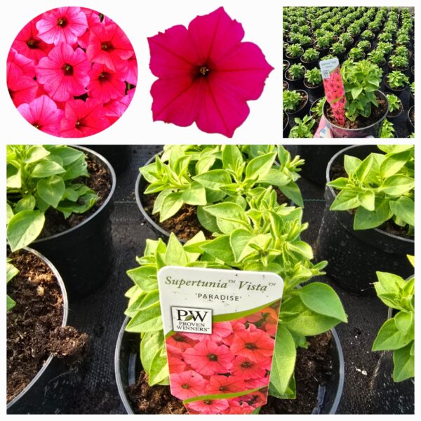 Supertunia Vista Paradise