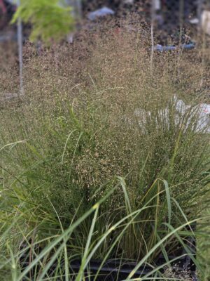 Trawa Miłka okazała 1,5L