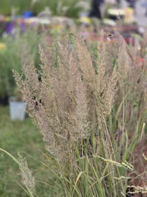 Trawa Trzcinnik krótkowłosy 1,5L