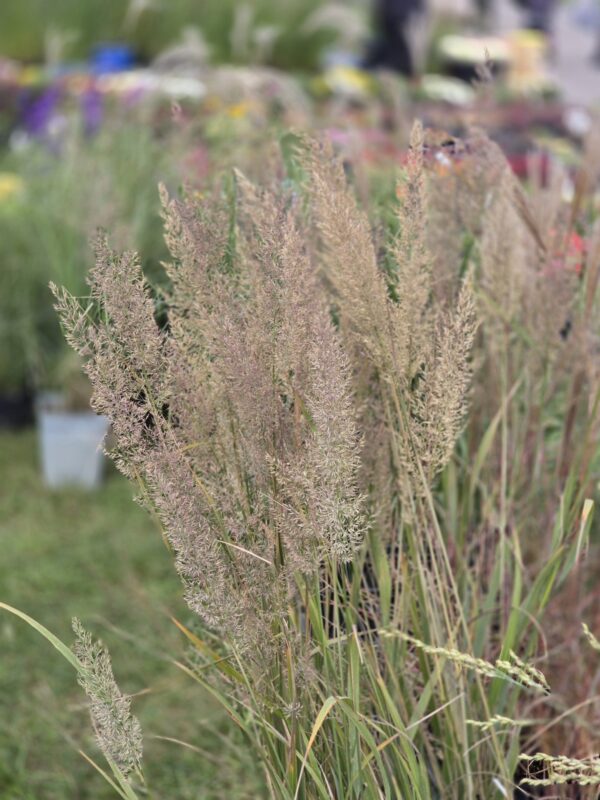 Trawa Trzcinnik krótkowłosy 1,5L