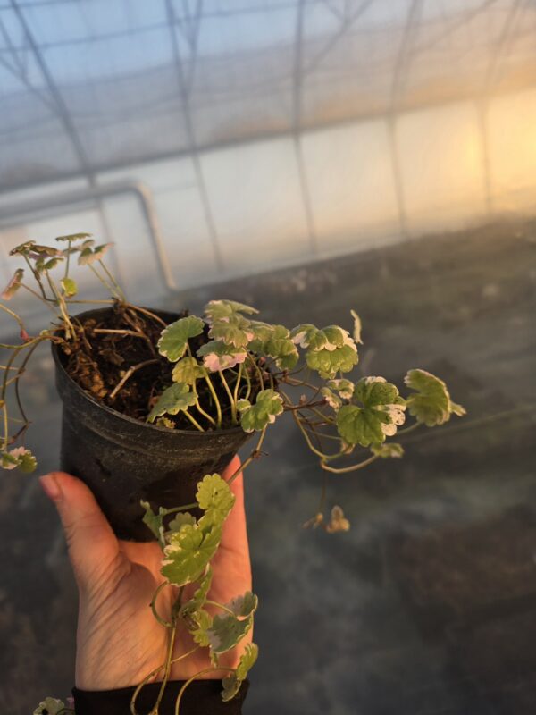 Bluszczyk kurdybanek,  bylina