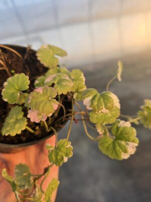 Bluszczyk kurdybanek,  bylina