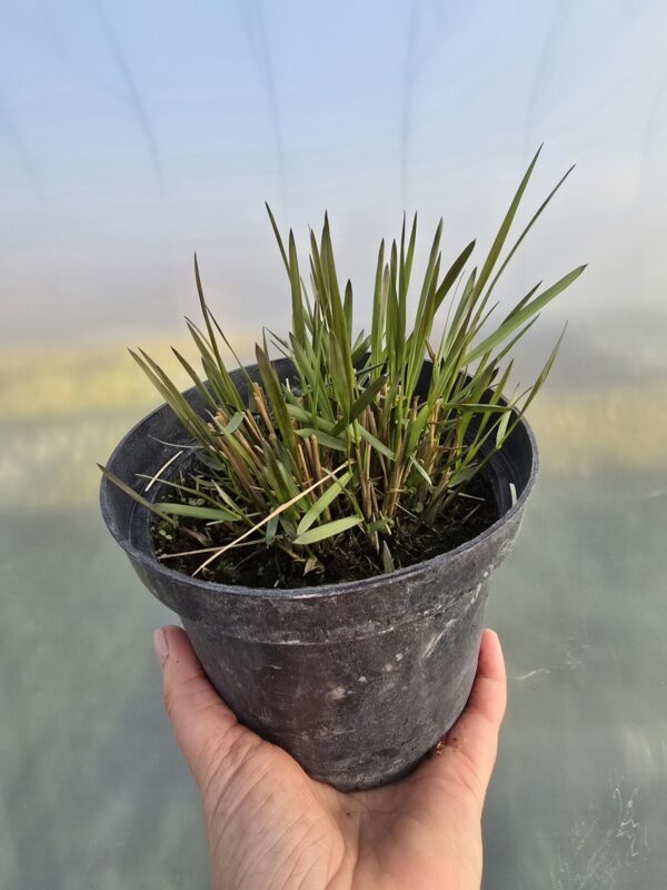 Trawa Trzcinnik krótkowłosy 1,5L