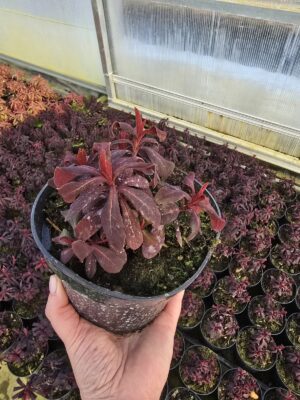 Wilczomlecz bordowy Ruby Glow 1,5L