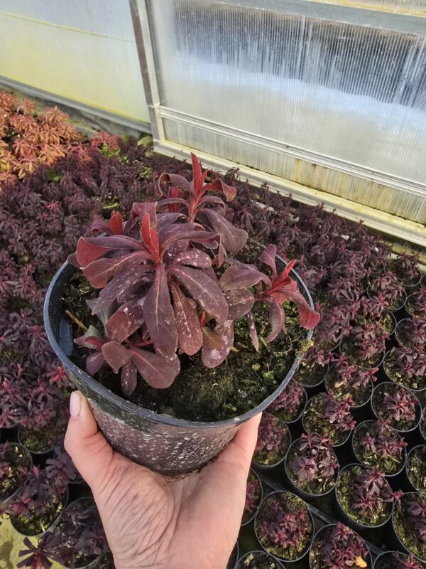 Wilczomlecz bordowy Ruby Glow 1,5L