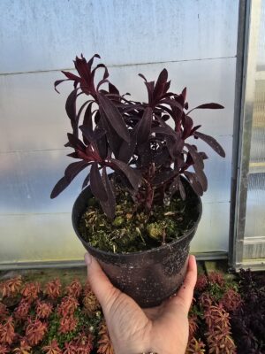 Wilczomlecz bordowy Miners Meriot 1,5L