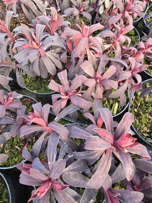 Wilczomlecz bordowy Miners Meriot 1,5L