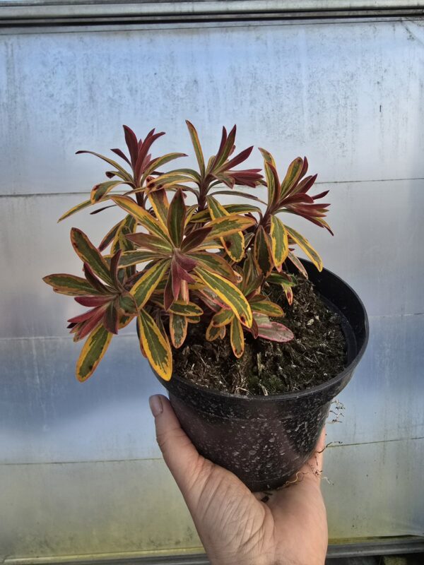 Wilczomlecz Ascot Rainbow