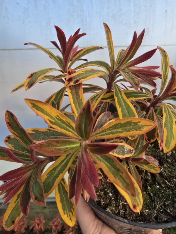 Wilczomlecz Ascot Rainbow