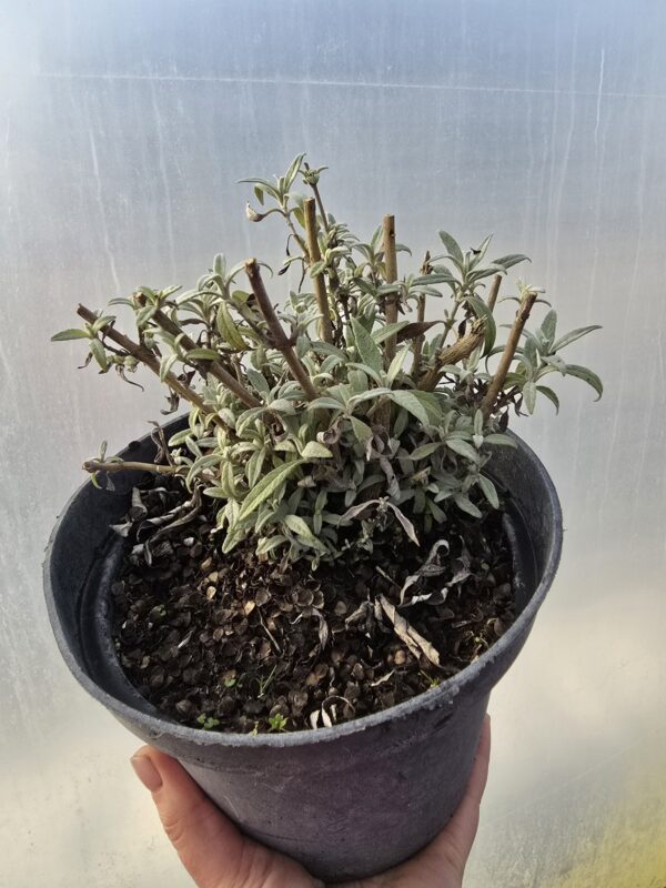 Budleja Davida 2L Pink Cascade